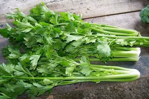  5. Cần tây. Cần tây có tác dụng như một loại bàn chải đánh răng, giúp loại bỏ các hạt thức ăn còn sót lại và vi khuẩn có hại bám trên răng. Hàm lượng vitamin A và C có trong cần tây có thể giúp tăng cường sự khỏe mạnh của răng.