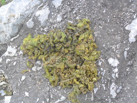 Rêu nằm xen lẫn với các lớp đá trên núi.