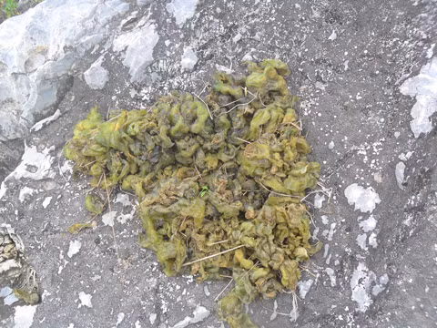 Rêu nằm xen lẫn với các lớp đá trên núi.