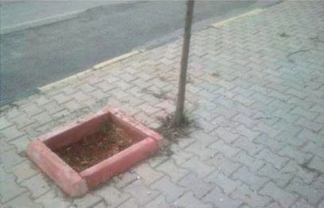 Cây mọc nhầm chỗ.