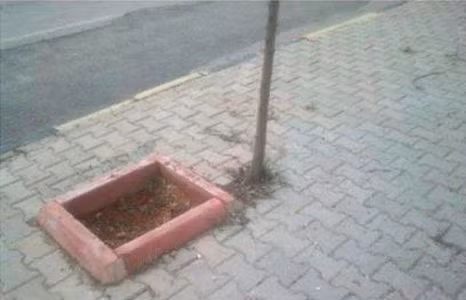 Cây mọc nhầm chỗ.