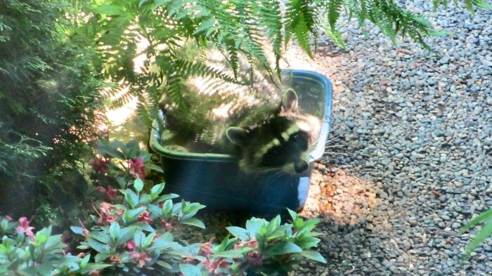  Cơn sóng nhiệt không chỉ ảnh hưởng đến con người, mà ngay cả động vật hoang dã cũng phải gồng mình chống đỡ. Một gia đình ở Seattle (Washington, Mỹ) đã thiết kế hồ bơi nhỏ cho những con gấu mèo sống quanh nhà. Có vẻ như chúng rất thích điều đó.