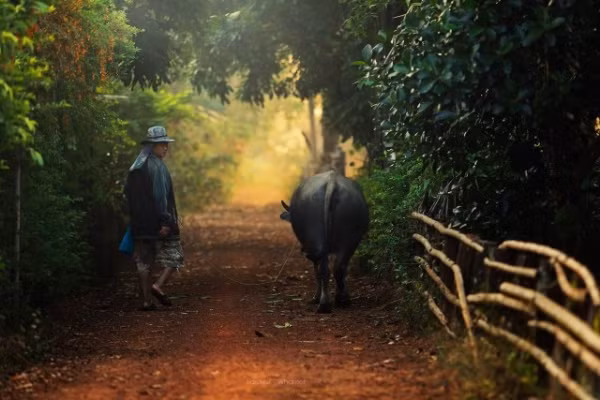 Xế bóng, người nông dân dắt trâu về nghỉ ngơi.