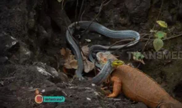 Cu da dung do voi con ran khung: Cuoc chien nay lua se co ket cuc ra sao?