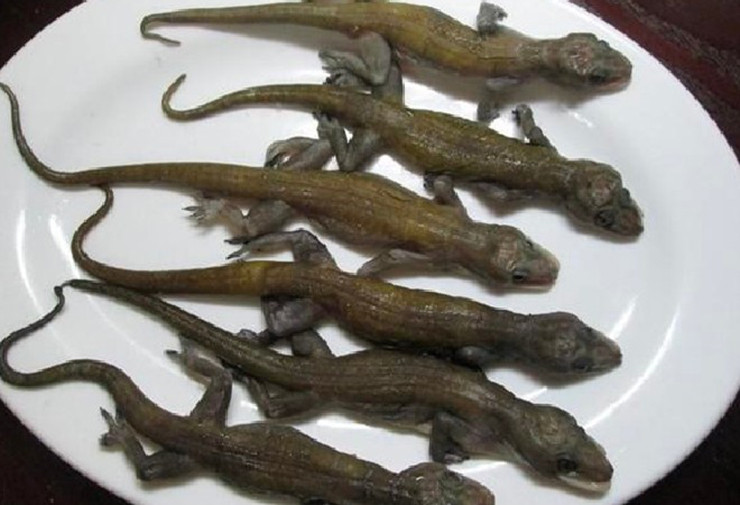 Thằn lằn vốn là loài bò sát không xa lạ với nhiều người, nhưng chắc chắn ít ai biết nó có thể ăn được