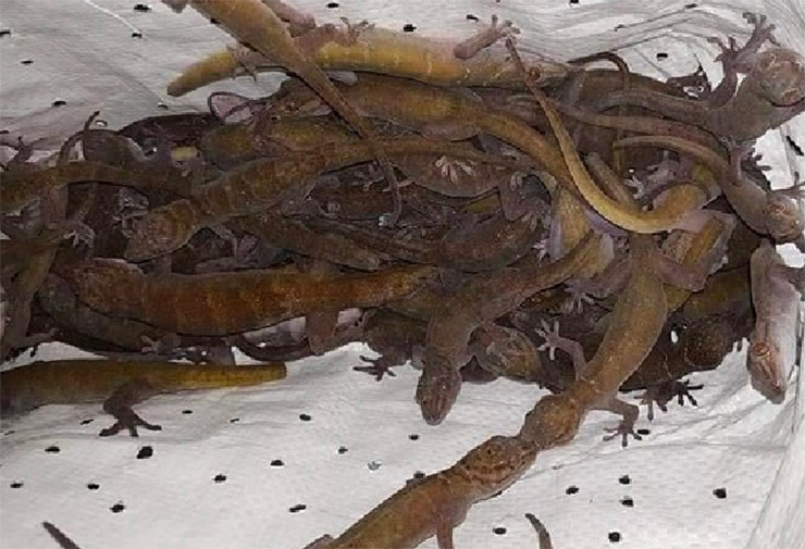 Thằn lằn ở núi Bà Đen (Tây Ninh) là đặc sản nổi tiếng, thậm chí còn được bán với giá đắt đỏ