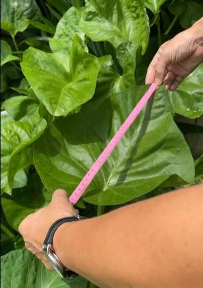 La lam la rau muong to bang cai mam, nho mot cong ca nha an no-Hinh-3