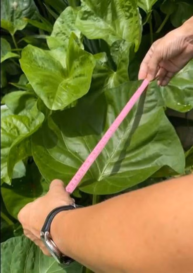 La lam la rau muong to bang cai mam, nho mot cong ca nha an no-Hinh-3