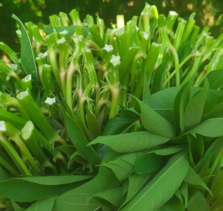 Trước đó, nhiều người tưởng rằng chỉ có củ sắn mới ăn được, ai ngờ lá sắn cũng là một loại rau thơm ngon và rất bổ dưỡng.