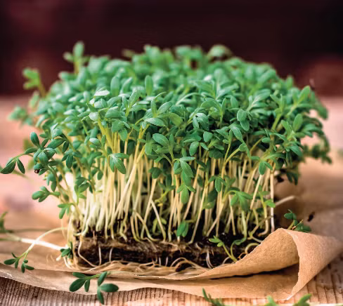 Loai rau tang collagen, ngua lao hoa duoc Ngoc Trinh va dan my nhan Viet yeu thich-Hinh-5