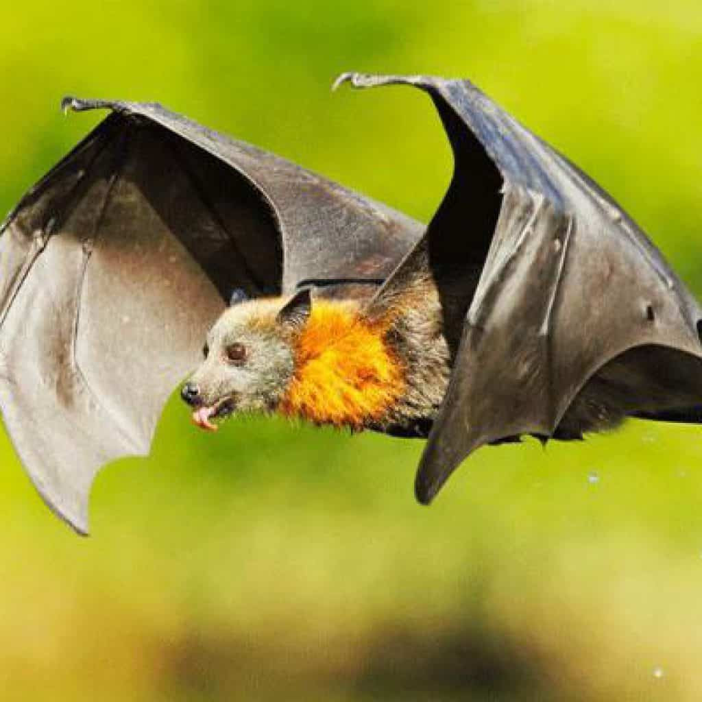 Người ta tin rằng những con dơi chỉ chọn những nơi tốt lành nhất làm tổ, dơi có thể "ngửi" được những nơi có khí tốt lành. Nếu thấy dơi làm tổ dưới mái hiên nhà thì đó là hỷ tín, dự báo may mắn sắp đến với các thành viên trong gia đình. * Thông tin mang tính chất tham khảo, chiêm nghiệm.