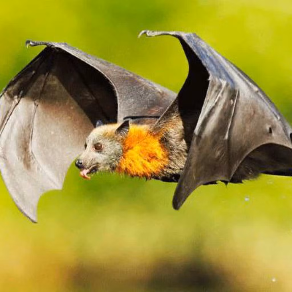 Người ta tin rằng những con dơi chỉ chọn những nơi tốt lành nhất làm tổ, dơi có thể "ngửi" được những nơi có khí tốt lành. Nếu thấy dơi làm tổ dưới mái hiên nhà thì đó là hỷ tín, dự báo may mắn sắp đến với các thành viên trong gia đình. * Thông tin mang tính chất tham khảo, chiêm nghiệm.