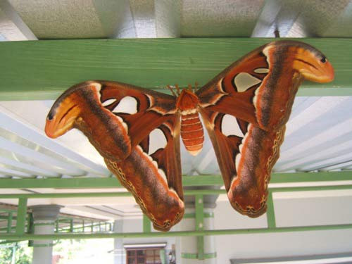 Bướm hầu như vô hại với con người nên khi thấy chúng bay vào nhà, bạn không nên xua đuổi để tránh làm mất tài lộc của gia đình. 