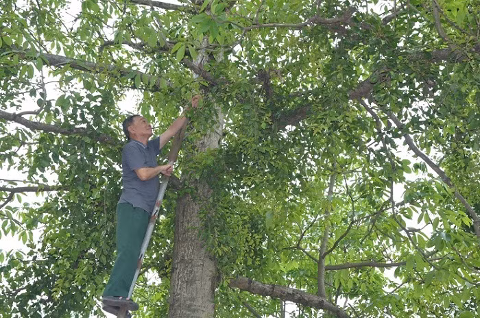 Lao nong Phu Tho so huu vuon cay la, vat la ban duoc nua ty dong/nam-Hinh-8