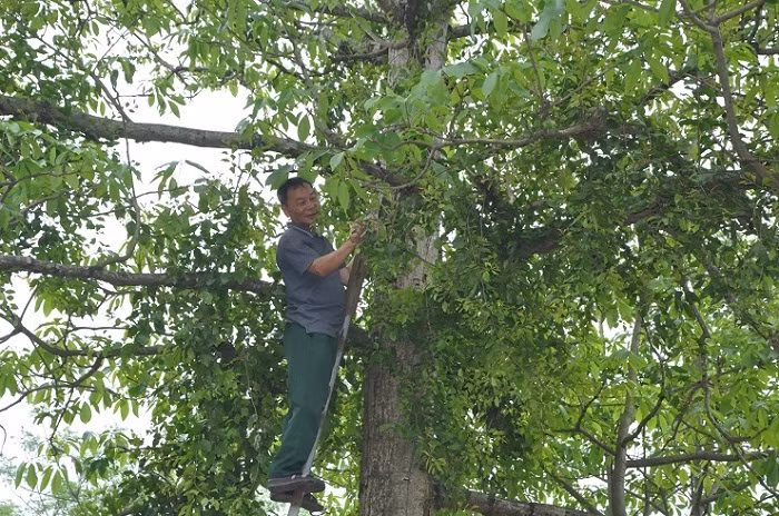 Lao nong Phu Tho so huu vuon cay la, vat la ban duoc nua ty dong/nam-Hinh-6