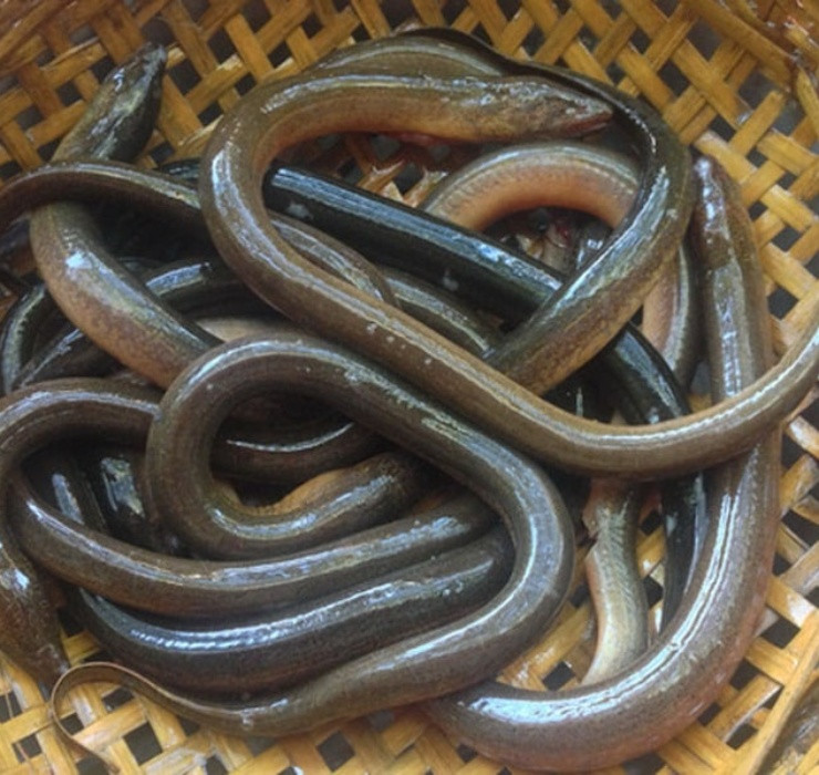 Can canh trang trai nuoi loai “ron nguoi” kiem bac trieu