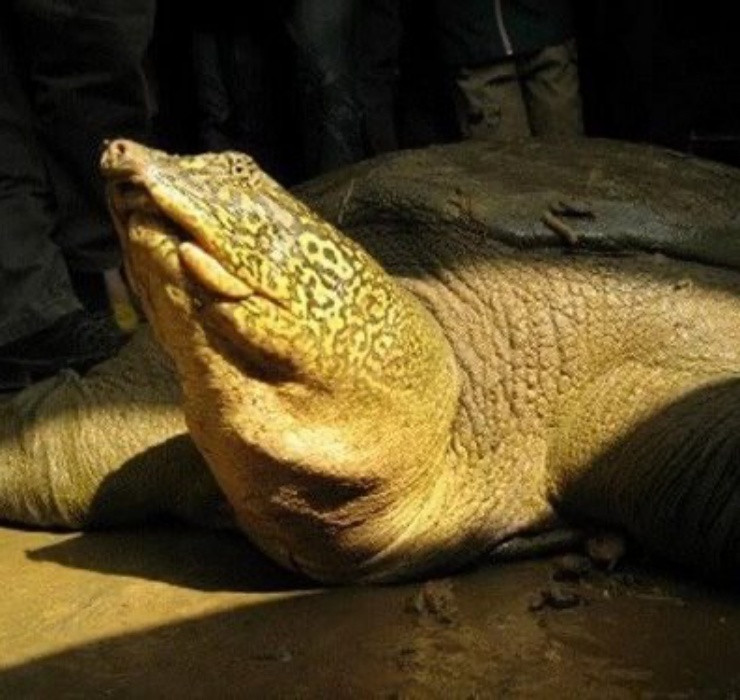 Để mang lại lợi ích thu nhập cao nhất, người nuôi nên chờ đến năm thứ hai trở đi mới thu hoạch. Vì ở những năm này cua đinh tăng trưởng rất nhanh, có thể tăng tối đa tới 3 - 5kg/con.