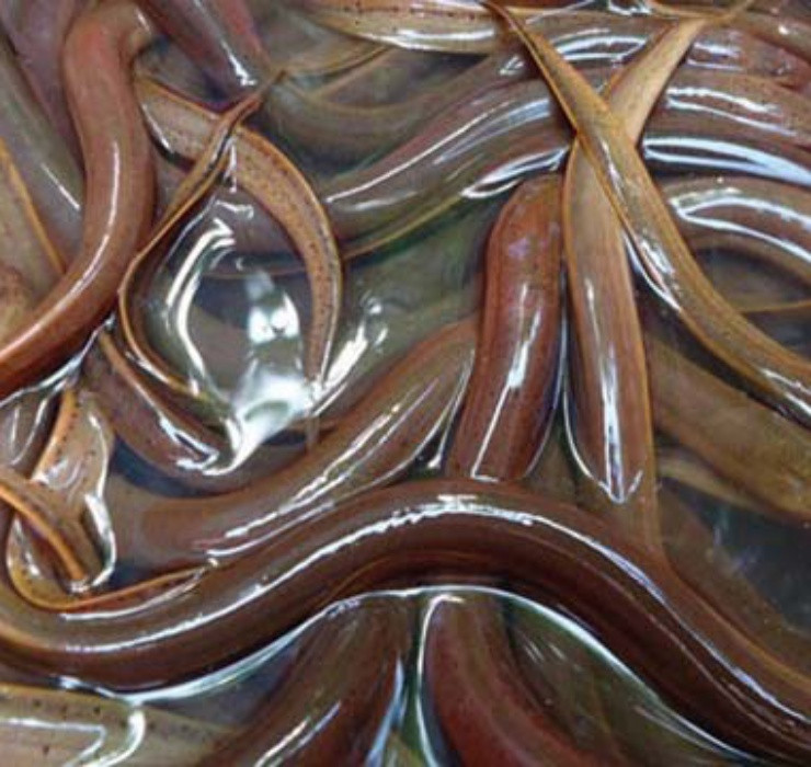 Ở trang trại nuôi lươn, chúng ta có thể dễ dàng bắt gặp những đàn lươn lúc nhúc trong bể nước. Đây là phương thức nuôi lươn không bùn khá phổ biến hiện nay.