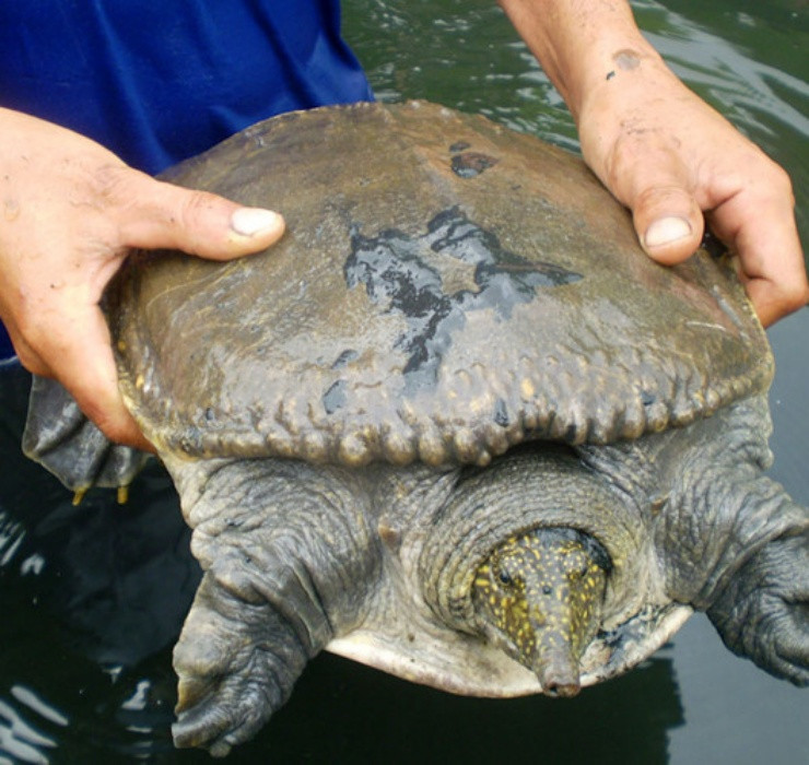 Cua đinh là động vật thuộc lớp bò sát, họ ba ba, thường phân bố chủ yếu ở Nam Trung Bộ và Nam Bộ. Đặc điểm nhận dạng của chúng là trên mai có nhiều nốt sần, da đầu có các đốm li ti màu vàng và màu chủ đạo là xám.