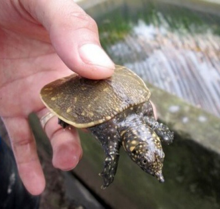 Những con cua đinh có trọng lượng khá lớn, khoảng từ 5 - 15kg, nhiều con được nuôi lâu có thể sở hữu trọng lượng lên tới 30kg.