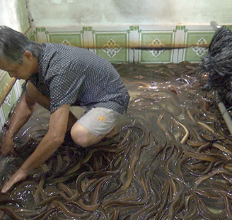 Được biết, với giá bán lươn trên thị trường rơi vào khoảng 170.000 đồng/kg thì người chủ có thể thu lãi hàng trăm triệu đồng cho một vụ.