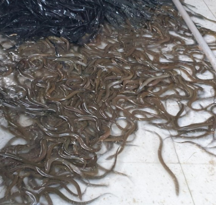 Lợi thế của phương pháp này là cho ra những con lươn khoẻ mạnh, phát triển tốt, mang lại hiệu quả kinh tế cao.