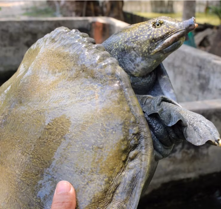 Không khó để thấy rằng, hai giống vật nuôi này dù “kém sắc” nhưng có thể đem lại giá trị kinh tế không nhỏ, giúp nhiều gia đình có được thu nhập “khủng”.