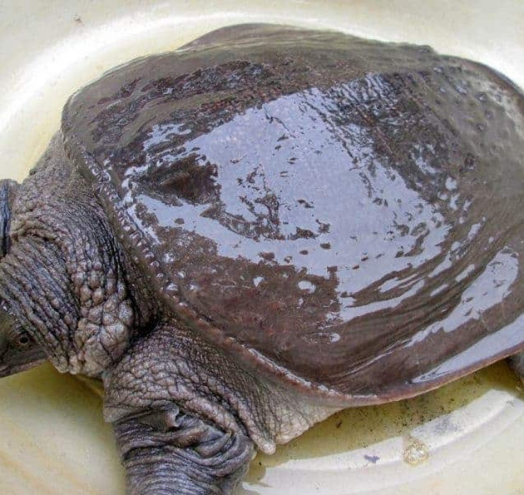 Bên cạnh lươn, cua đinh cũng là loài vật sở hữu vẻ ngoài xù xì đáng sợ nhưng lại được đánh giá cao về độ bổ dưỡng, có khả năng đem lại thu nhập "khủng" cho các hộ gia đình.