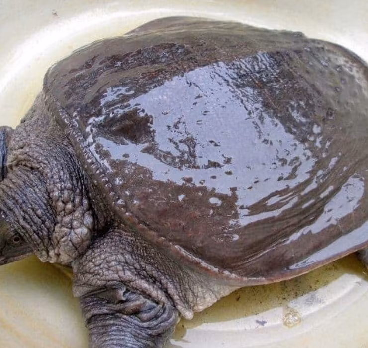 Bên cạnh lươn, cua đinh cũng là loài vật sở hữu vẻ ngoài xù xì đáng sợ nhưng lại được đánh giá cao về độ bổ dưỡng, có khả năng đem lại thu nhập "khủng" cho các hộ gia đình.