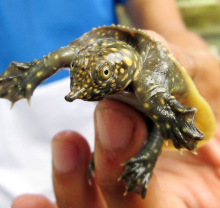 Với những con cua đinh thịt thương phẩm, các chủ nuôi có thể lấy lãi hơn 5 triệu đồng/con sau khi đã trừ đi những chi phí cần thiết.