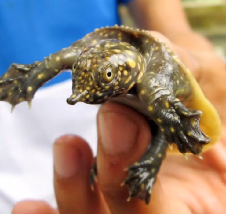 Với những con cua đinh thịt thương phẩm, các chủ nuôi có thể lấy lãi hơn 5 triệu đồng/con sau khi đã trừ đi những chi phí cần thiết.