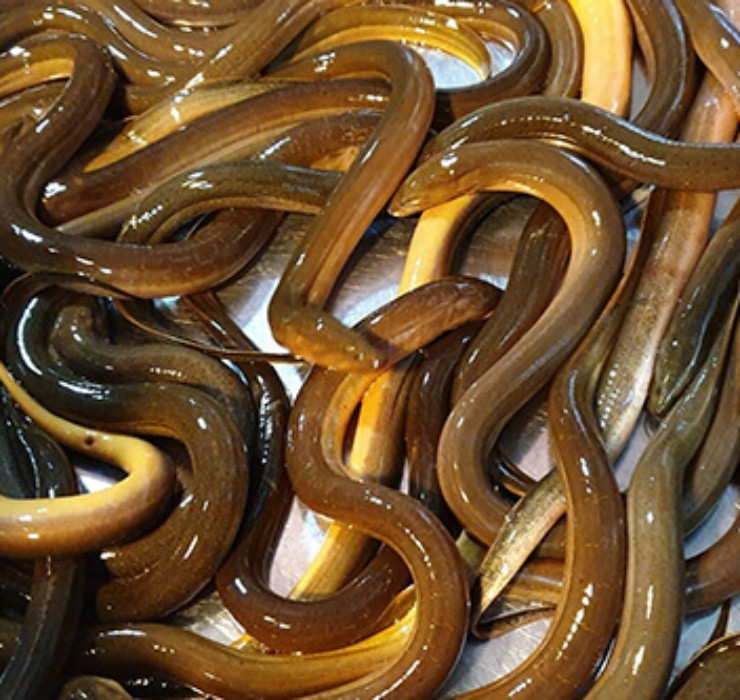 Đây là loài ăn tạp, với nguồn thức ăn chủ yếu đến từ động thực vật phù du trong nước như côn trùng, ấu trùng, tôm tép, các loài giáp xác…