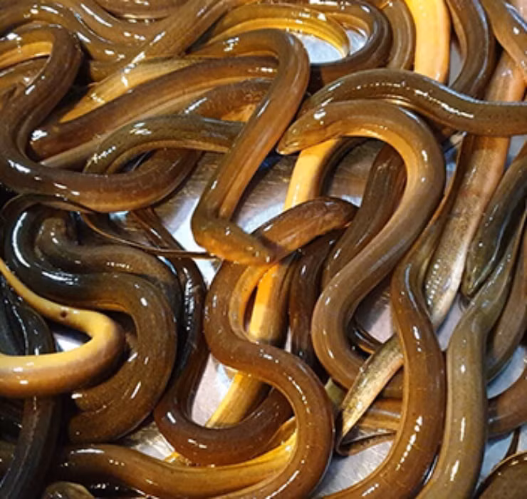 Đây là loài ăn tạp, với nguồn thức ăn chủ yếu đến từ động thực vật phù du trong nước như côn trùng, ấu trùng, tôm tép, các loài giáp xác…