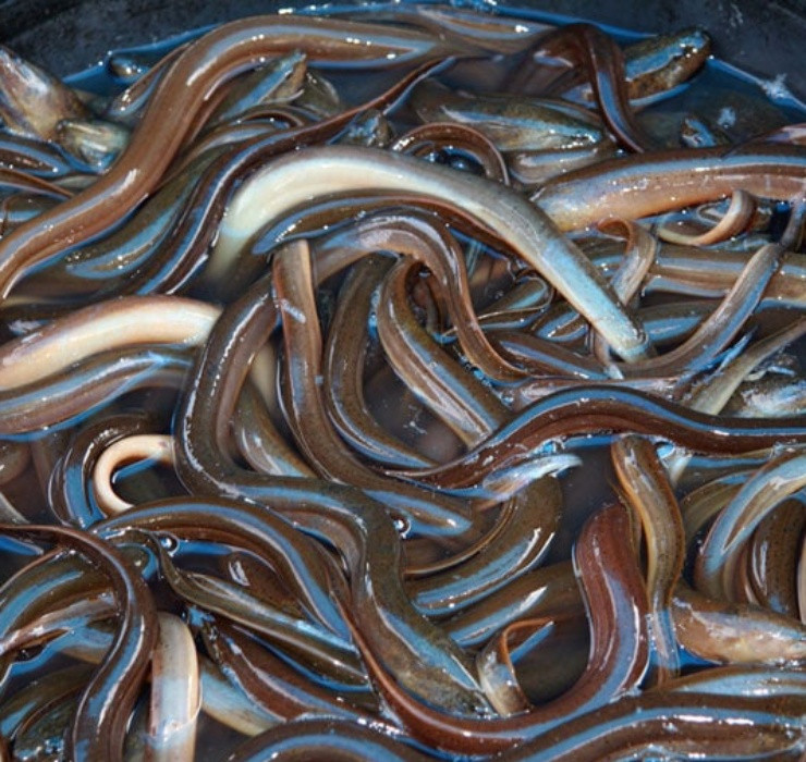 Đây cũng là lý do nhiều trang trại nuôi lươn xuất hiện để đáp ứng nhu cầu ngày càng cao của người tiêu dùng. Được biết, trung bình một trang trại có từ 10 đến vài chục bể, với số lượng lên tới hơn 1000 con cho mỗi bể.