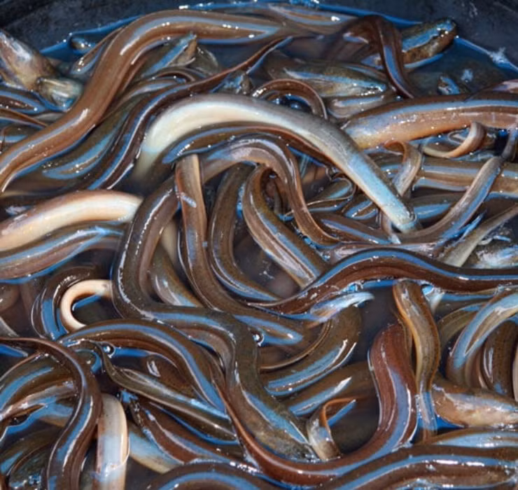 Đây cũng là lý do nhiều trang trại nuôi lươn xuất hiện để đáp ứng nhu cầu ngày càng cao của người tiêu dùng. Được biết, trung bình một trang trại có từ 10 đến vài chục bể, với số lượng lên tới hơn 1000 con cho mỗi bể.