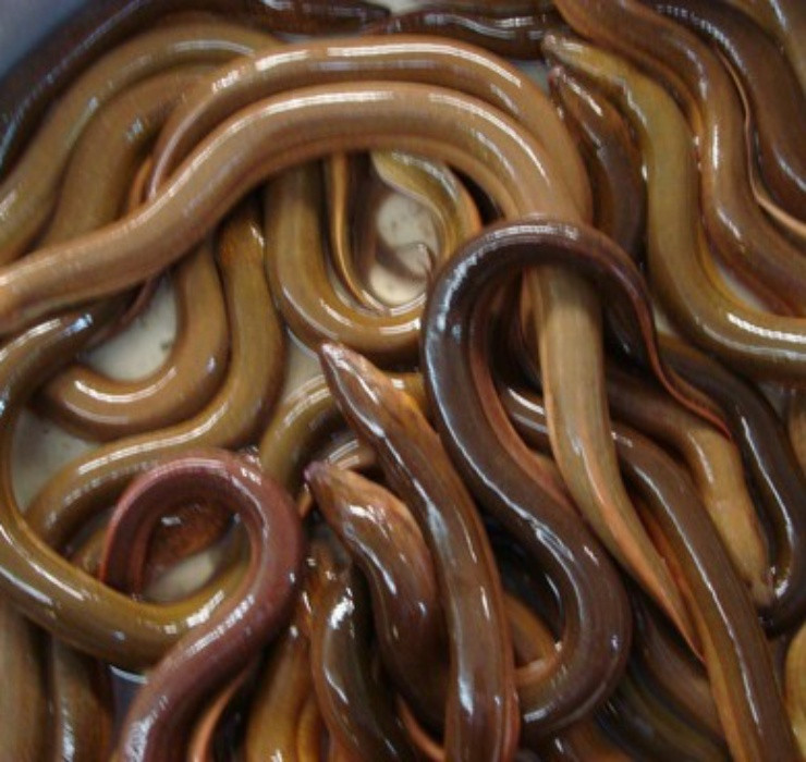 Lươn là loài cá không vây, không có bong bóng, thường sống chui rúc dưới bùn. Chúng là nguồn thực phẩm bổ dưỡng được nhiều người Việt yêu thích.