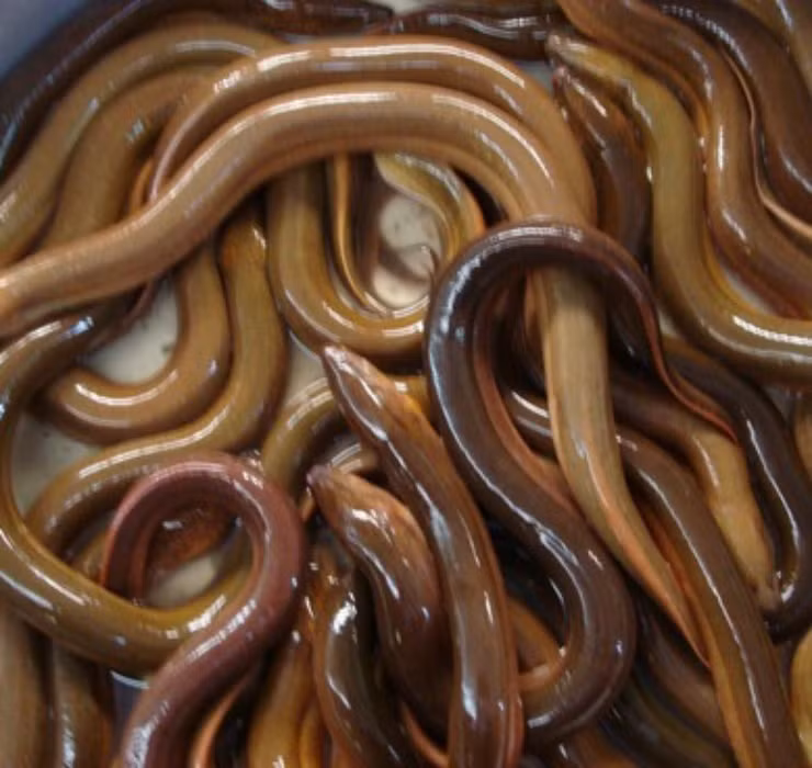 Lươn là loài cá không vây, không có bong bóng, thường sống chui rúc dưới bùn. Chúng là nguồn thực phẩm bổ dưỡng được nhiều người Việt yêu thích.