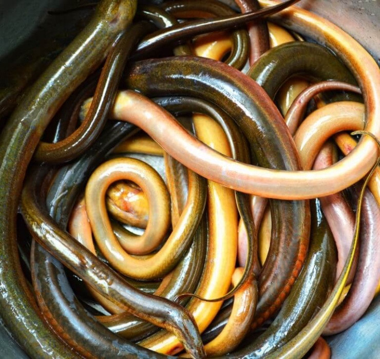 Do sở hữu giá trị dinh dưỡng cao, có thể được chế biến thành nhiều món ăn tốt cho sức khỏe nên lươn được nhiều người đặc biệt yêu chuộng, bất chấp vẻ ngoài "gai người" của chúng.