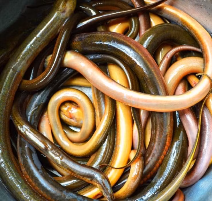 Do sở hữu giá trị dinh dưỡng cao, có thể được chế biến thành nhiều món ăn tốt cho sức khỏe nên lươn được nhiều người đặc biệt yêu chuộng, bất chấp vẻ ngoài "gai người" của chúng.