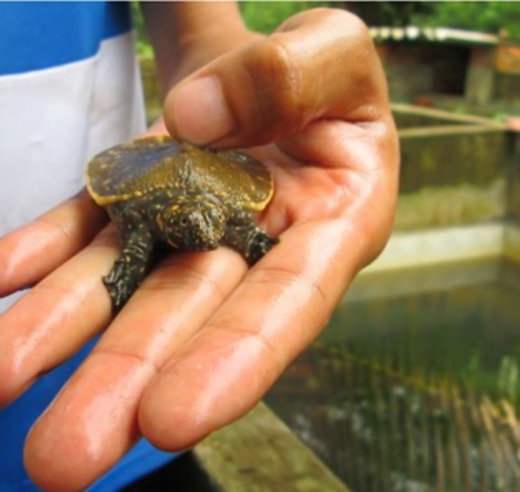 Theo các chủ hộ nuôi, cua đinh giống được bán với giá khoảng 500.000 đồng/con. Sau 3 năm thả nuôi, cua đinh đạt trọng lượng tương đương 6 - 7kg có giá khoảng 800.000 đồng/kg.