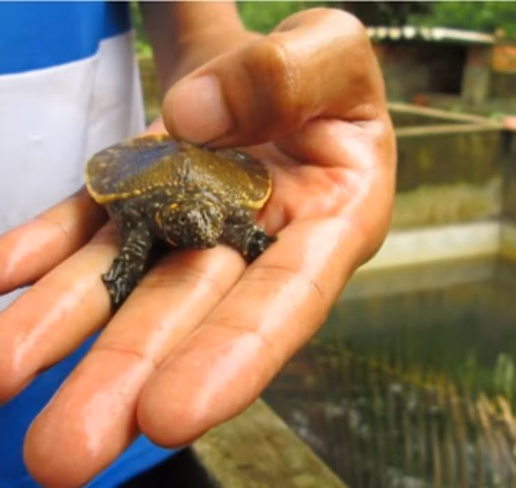 Theo các chủ hộ nuôi, cua đinh giống được bán với giá khoảng 500.000 đồng/con. Sau 3 năm thả nuôi, cua đinh đạt trọng lượng tương đương 6 - 7kg có giá khoảng 800.000 đồng/kg.