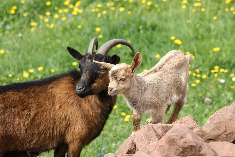 Sức khỏe của người tuổi Mùi trong năm 2025 cần được chú ý đặc biệt. Bạn có thể gặp các vấn đề về sức đề kháng, dễ mắc bệnh vặt. Việc duy trì lối sống lành mạnh, tập thể dục đều đặn và kiểm tra sức khỏe định kỳ sẽ giúp bạn phòng tránh bệnh tật.