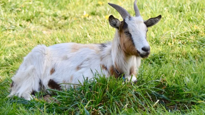 Mặc dù năm 2025 mang đến nhiều thử thách, với sự chuẩn bị kỹ lưỡng và tinh thần kiên trì, người tuổi Mùi vẫn có thể vượt qua và đạt được những thành công nhất định. 3 năm liên tiếp từ 2025 đến 2027, người tuổi Mùi vẫn gặt hái được nhiều thành công, kiếm được nhiều tiền.