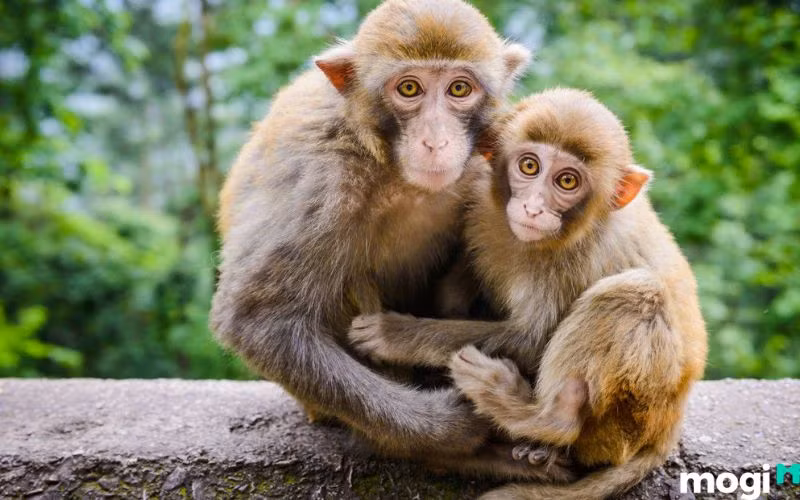 Sang năm mới, người tuổi Thân nên tranh thủ tìm kiếm cơ hội, rèn luyện thêm kỹ năng của bản thân, chuẩn bị sẵn sàng tinh thần để nắm bắt thời cơ, đón vận may tới. Tốc độ tích lũy tài sản của bản mệnh tăng lên đáng kinh ngạc, cuộc sống ngày càng sung túc, ấm no.