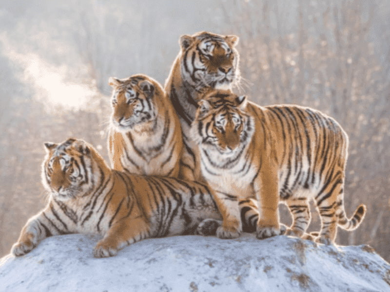  Điều này không chỉ mang lại tài lộc mà còn mở ra một tương lai tươi sáng hơn. Thông tin trên chỉ mang tính chất tham khảo và chiêm nghiệm!