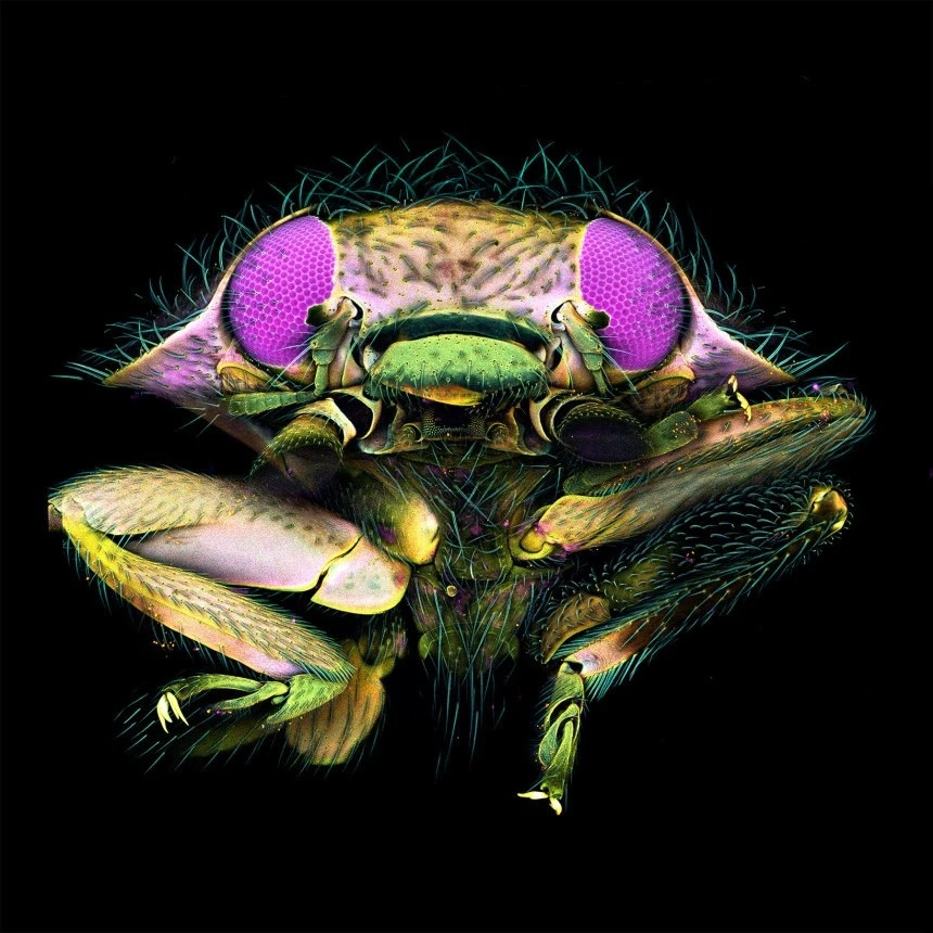 Bắt đầu từ năm 1975, cuộc thi tôn vinh vẻ đẹp của những hình ảnh được chụp qua kính hiển vi quang học. Trong ảnh là khuôn mặt của một con bọ rùa.