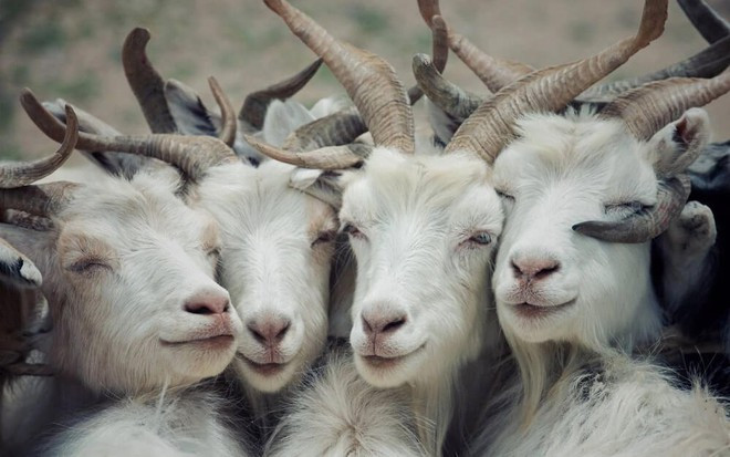 7 ngày tới hứa hẹn sẽ mang đến cho tuổi Mùi nhiều cơ hội đáng giá trong cả sự nghiệp và tài chính. Hãy chuẩn bị sẵn sàng để đón nhận và khai thác tối đa vận may này. Với sự nhạy bén và tinh thần lạc quan, bạn sẽ không chỉ đạt được thành công mà còn tận hưởng cuộc sống trọn vẹn hơn bao giờ hết.