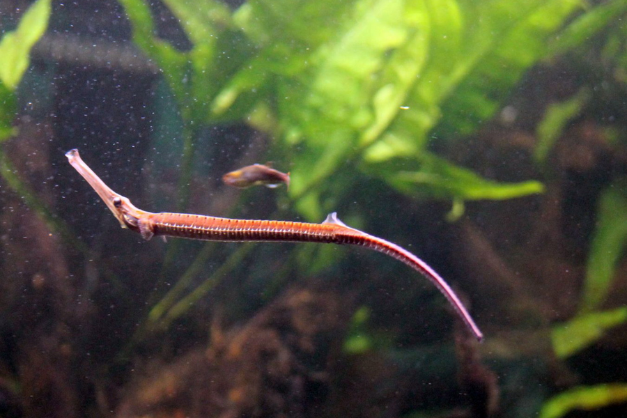 Loài cá này phân bổ chủ yếu ở hạ lưu các con sông lớn của khu Đông Nam Á như Indonesia, Malaysia, Thái Lan, Campuchia. Ở nước ta, cá hải long phân bổ tập trung ở hạ lưu sông Sài Gòn, Đồng Nai, đây cũng chính là hai nơi khai thác chính của loài cá này.