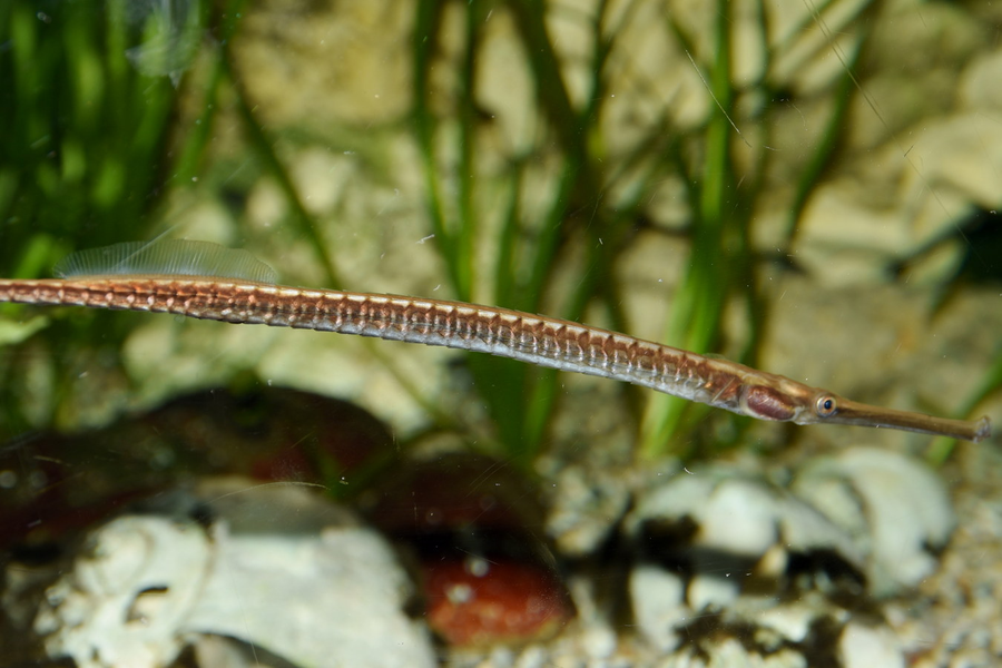 Các cá thể trưởng thành của cá hải long dài 20-30 cm, tối đa 40 cm. Đây là loài cá chìa vôi nước ngọt lớn nhất được ghi nhận trên thế giới.