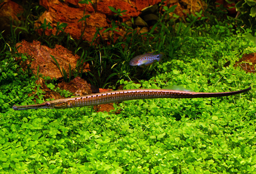 Loài cá này được cộng đồng cá cảnh quốc tế ưa chuộng do ngoại hình độc lạ và kích cỡ phù hợp với các bể nuôi trong nhà.